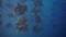 Underwater oyster farm with fishes. Fresh seafood oysters growing systems ocean