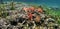 Underwater panorama of a coral reef with starfish