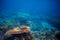 Underwater panorama of coral reef. Undersea landscape photo.