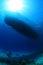 Underwater part of tourist ship