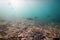 Underwater pebbles clear sea with swimming fishes