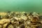 Underwater Pebbles Rivers and Lakes Freshwater, Pebbles on Riverbed