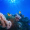 Underwater photo coral garden with anemone of yellow clownfish