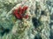 An underwater photo of coral growing on a rock reef