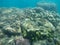 Underwater photo of coral and a silver and yellow fish