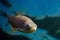 Underwater photo of an European chub fish