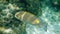 Underwater photo of golden rabbitfish Siganus guttatus school in coral reef