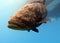 An underwater photo of Goliath grouper swimming in the ocean