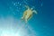 Underwater photo of a green sea turtle chelonia mydas with sha