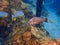 An underwater photo of a Hogfish