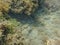 An underwater photo of a juvenile Porkfish swimming in the ocean