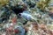 An underwater photo of a longspine squirrelfish