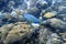 An underwater photo of a Parrotfish