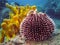 Underwater photo of Purple Sea Urchin.