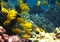 Underwater photo of a school of yellow Surgeonfish