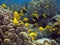 Underwater photo of a school of yellow Surgeonfish