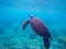 Underwater photo with sea turtle with text place