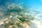 Underwater photo, selective focus. Several fish in the water of the Aegean Sea against the backdrop of pitfalls.