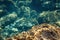 Underwater photo - snorkelling in Liapades, Corfu. Group of fish, algae and sea plants growing over rocks visible