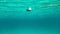 Underwater photo - swimming towards rope with sea buoy, shoal of