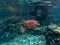 Underwater photo of turtle swimming in blue sea