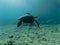 Underwater photo of turtle swimming in blue sea