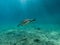 Underwater photo of turtle swimming in blue sea