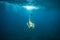 underwater photo of woman in fins, diving mask and snorkel diving alone in ocean