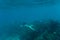 Underwater photo of woman snorkeling and free diving in a clear tropical water at coral reef. Sea underwater.