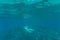 Underwater photo of woman snorkeling and free diving in a clear tropical water at coral reef. Sea underwater.