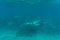 Underwater photo of woman snorkeling and free diving in a clear tropical water at coral reef. Sea underwater.