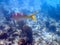 An underwater photo of a Yellowtail Snapper swimming among the rock and coral reefs