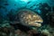 Underwater photograph of Atlantic Goliath Groupers swimming in their natural habitat. Generative AI