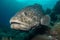 Underwater photograph of Atlantic Goliath Groupers swimming in their natural habitat. Generative AI