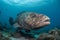 Underwater photograph of Atlantic Goliath Groupers swimming in their natural habitat. Generative AI