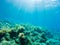 Underwater photograph of rock formations in the Mediterranean Sea