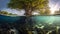 Underwater photograph of a tropical Mangrove trees roots, above and below the water in the Caribbean sea. an uncommon underwater