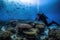 underwater photographer capturing the beauty of a coral reef, with schools of fish swimming in the background