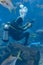Underwater photographers on scuba dives. Divers with camera surrounded by a large number of fish in the huge aquarium. Sanya,