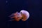 underwater photography of beautiful flame jellyfish rhopilema esculentum