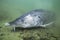 Underwater photography of the biggest fish Beluga, Huso huso swimming in the river. Beautifull river habitat. Freshwater fish