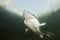 Underwater photography of the biggest fish Beluga, Huso huso swimming in the river. Beautifull river habitat. Freshwater fish