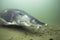 Underwater photography of the biggest fish Beluga, Huso huso swimming in the river. Beautifull river habitat. Freshwater fish