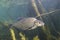 Underwater photography of Carp bream Abramis Brama