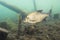 Underwater photography of Carp bream Abramis Brama