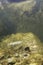 Underwater photography Common huchen Hucho hucho swimming, river habitat