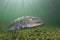 Underwater photography Common huchen Hucho hucho swimming, river habitat