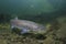 Underwater photography Common huchen Hucho hucho swimming, river habitat