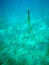 Underwater photography floating grass underwater