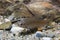 Underwater photography of freshwater fish Stone moroko, Pseudorasbora parva in the beautiful clean pound. Underwater shot with